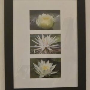 Framed Water Lily Art Print